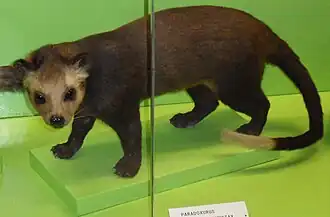 Paguma larvata leucomystax exposé au Musée d'histoire naturelle de Gênes.