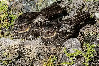 Description de l'image Pair of Eurostopodus diabolicus (Satanic nightjar).jpg.