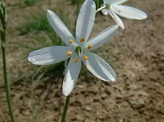 Anthericum liliago.