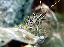 Un exemple de « crevette vraie », de l'infra-ordre caridea : Palaemon elegans.