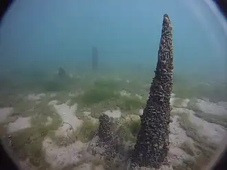 Site néolithique des Roseaux.