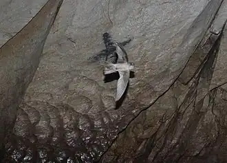 Description de l'image Palawan swiftlet (Aerodramus palawanensis) hunting by echolocation (cropped).JPG.