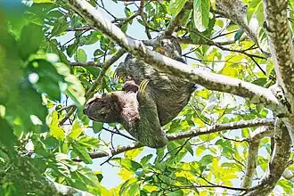 Paresseux à trois doigts