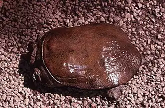 Description de l'image Palea steindachneri.jpeg.