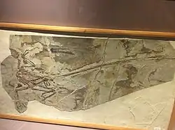 L'holotype de Microraptor exposé au musée.
