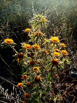 Pallenis spinosa à Mezraya (Djerba).
