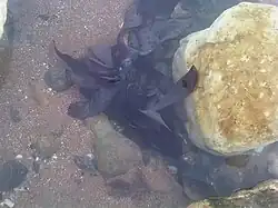 Palmaria palmata (Palmariales)