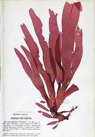 Description de l'image Palmaria palmata 1 Crouan.jpg.