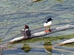 Harles bièvre près du Bourget