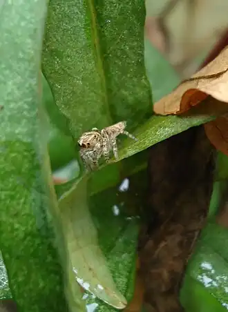 Description de cette image, également commentée ci-après