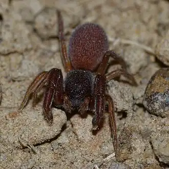 Description de l'image Palpimanus gibbulus 210267463 (cropped).jpg.