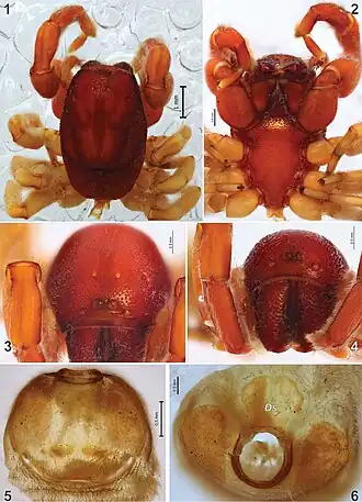 Description de l'image Palpimanus namaquensis (10.3897-afrinvertebr.60.34229) Figures 1–6.jpg.