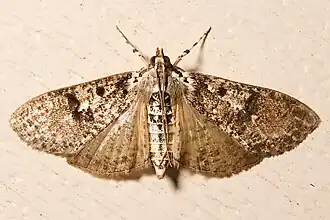 Description de cette image, également commentée ci-après