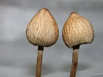 P. papilionaceus var. parvisporus