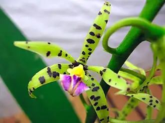 Description de cette image, également commentée ci-après