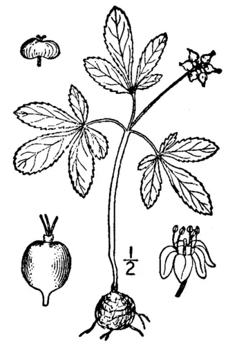 Description de l'image Panax trifolius BB-1913.png.