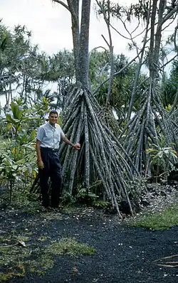 Racines en faisceau  pyramidal jouant le rôle de contreforts (Hawaï).
