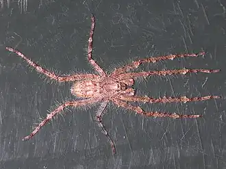 Description de l'image Pandercetes gracilis 1733.jpg.