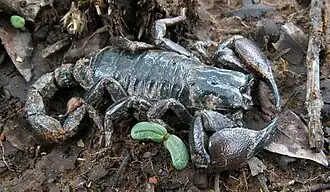 Description de l'image Pandinus viatoris.jpg.