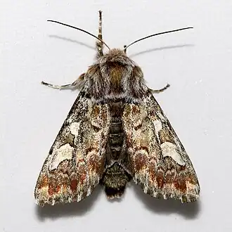 Description de cette image, également commentée ci-après