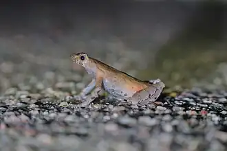 Description de l'image Panophrys wushanensis A9 09471.jpg.