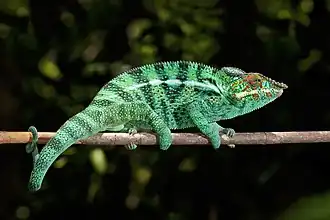 Furcifer pardalis