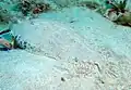 Mer Rouge, Égypte