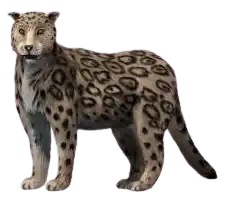 Description de l'image Panthera_blytheae_NT.png.