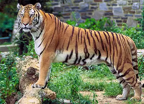 Tigre (Panthera tigris)