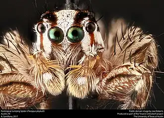 Détail des yeux de Plexippus paykulli
