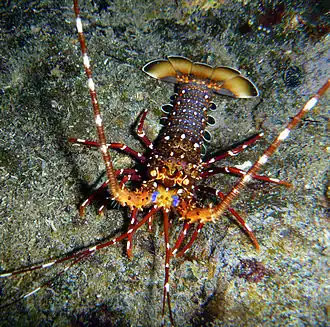 Panulirus longipes, de l’infra-ordre des Achelata.