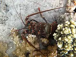 Une langouste fourchette observée à faible profondeur à La Réunion.