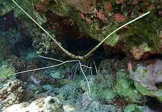 Une langouste peinte observée à faible profondeur à La Réunion.
