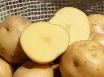 Description de l'image Papacriollacolombiana.jpg.