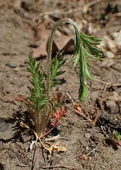 Papaver argemone, Pologne