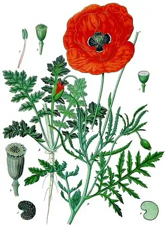 Papaver rhoeas.
