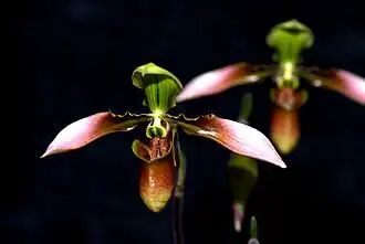 Description de l'image Paphiopedilum appletonianum at the Pacific Orchid Exposition 2010.jpg.