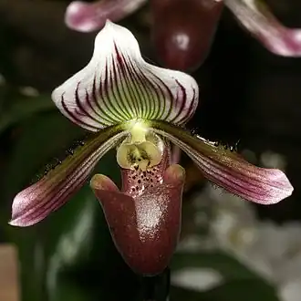 Description de l'image Paphiopedilum barbatum Orchi 128.jpg.
