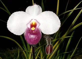 Description de l'image Paphiopedilum delenatii Orchi 114.jpg.