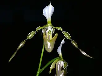 Description de l'image Paphiopedilum dianthum Orchi 15.jpg.