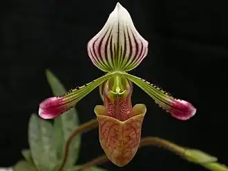 Description de l'image Paphiopedilum fowliei.jpg.