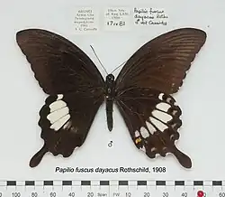Papilio fuscus dayacus mâle (recto et verso).