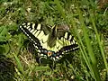 Machaon