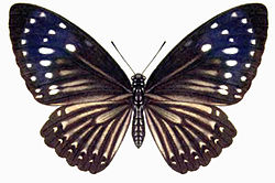 Papilio paradoxa femelle (illustration).