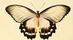 Papilio aegeus femelle, forme claire