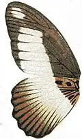 Papilio cynorta mâle, revers (illustration)