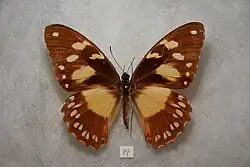 Papilio dardanus ochracea femelle