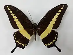 Papilio demolion (avers)