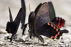 Papilio dialis mâle, ailes repliées