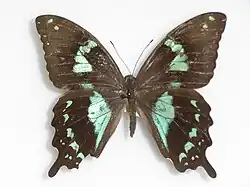 Papilio epiphorbas femelle